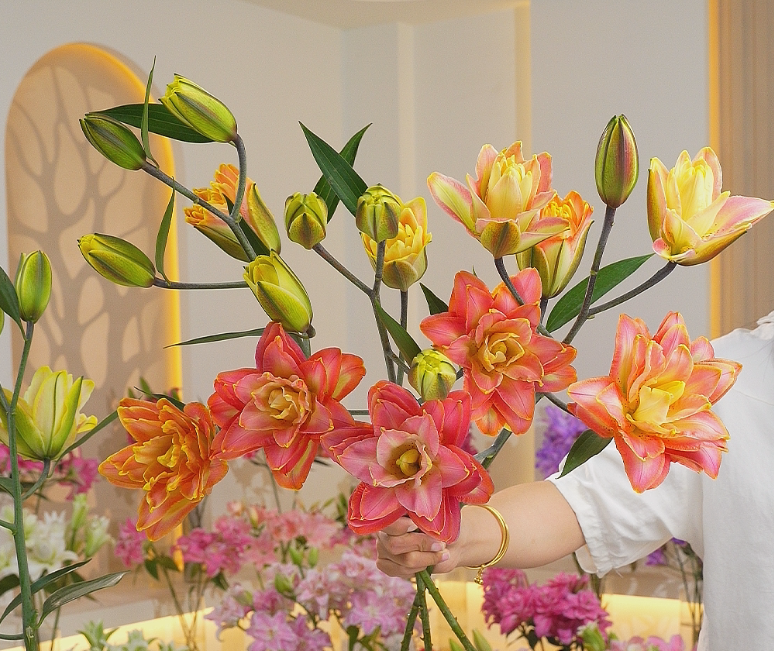 【林冲花卉】橙意满满吸色重瓣香水百合 