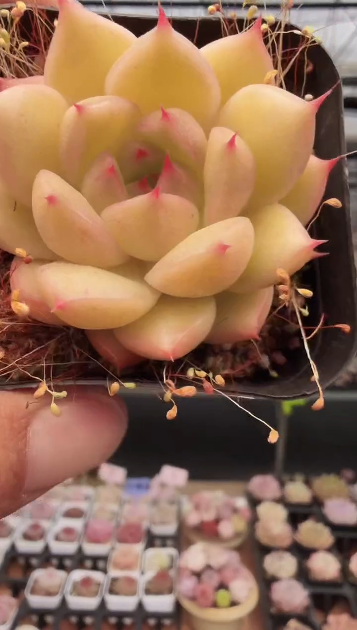 东云多肉园新款-309