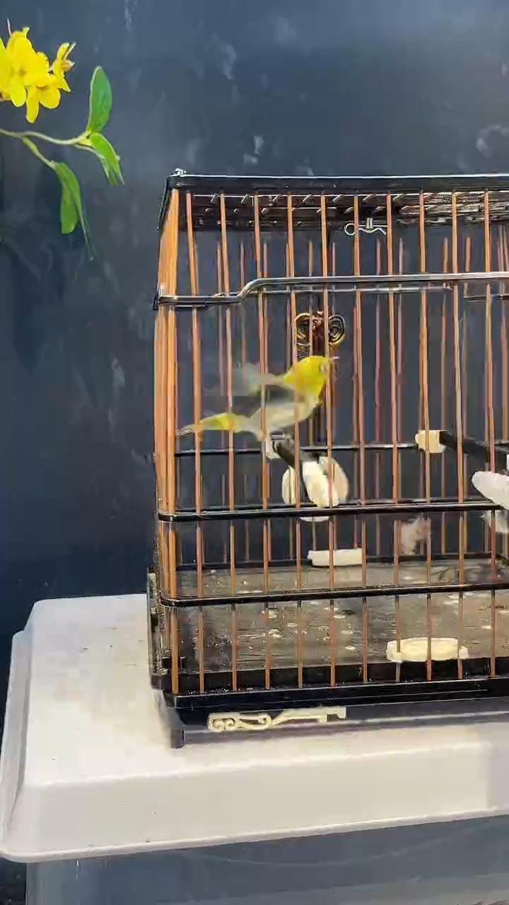 32号  绣眼养笼  0元起拍