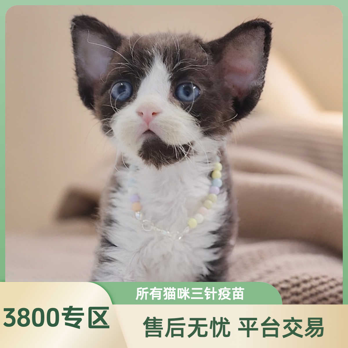 德文卷毛猫猫咪活体全款链接3800专区【下单后咨询客服接小猫回家】