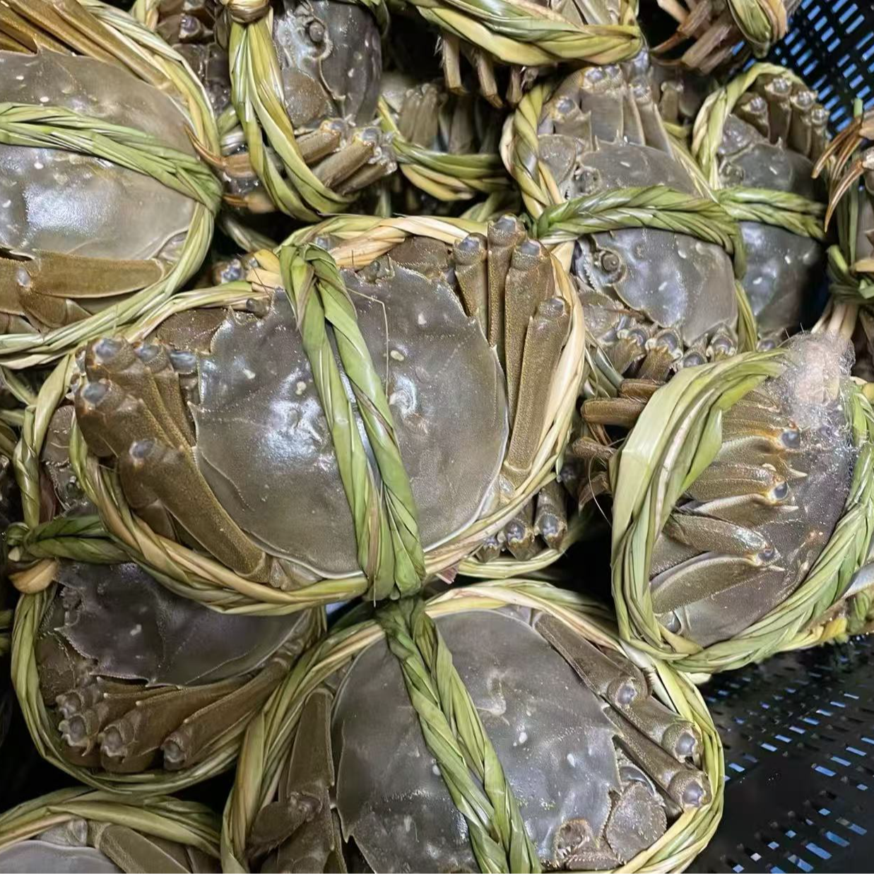 【活蟹】公母混搭3斤/公2斤母1斤/7-9只/掉抓