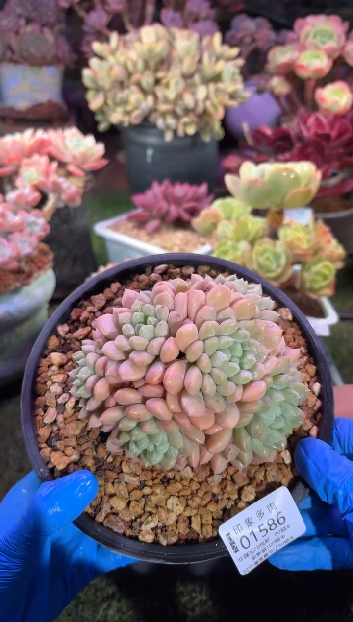 【闪购商品】01586