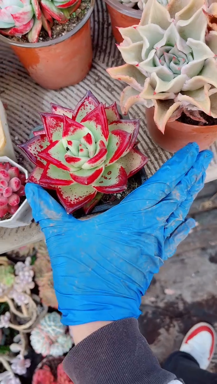 稻*跃跃精品多肉03166