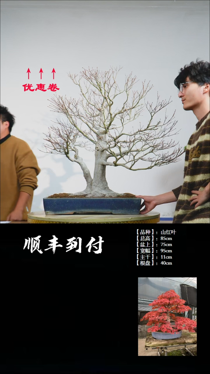 【闪购商品】1z010山红叶bubaoyou