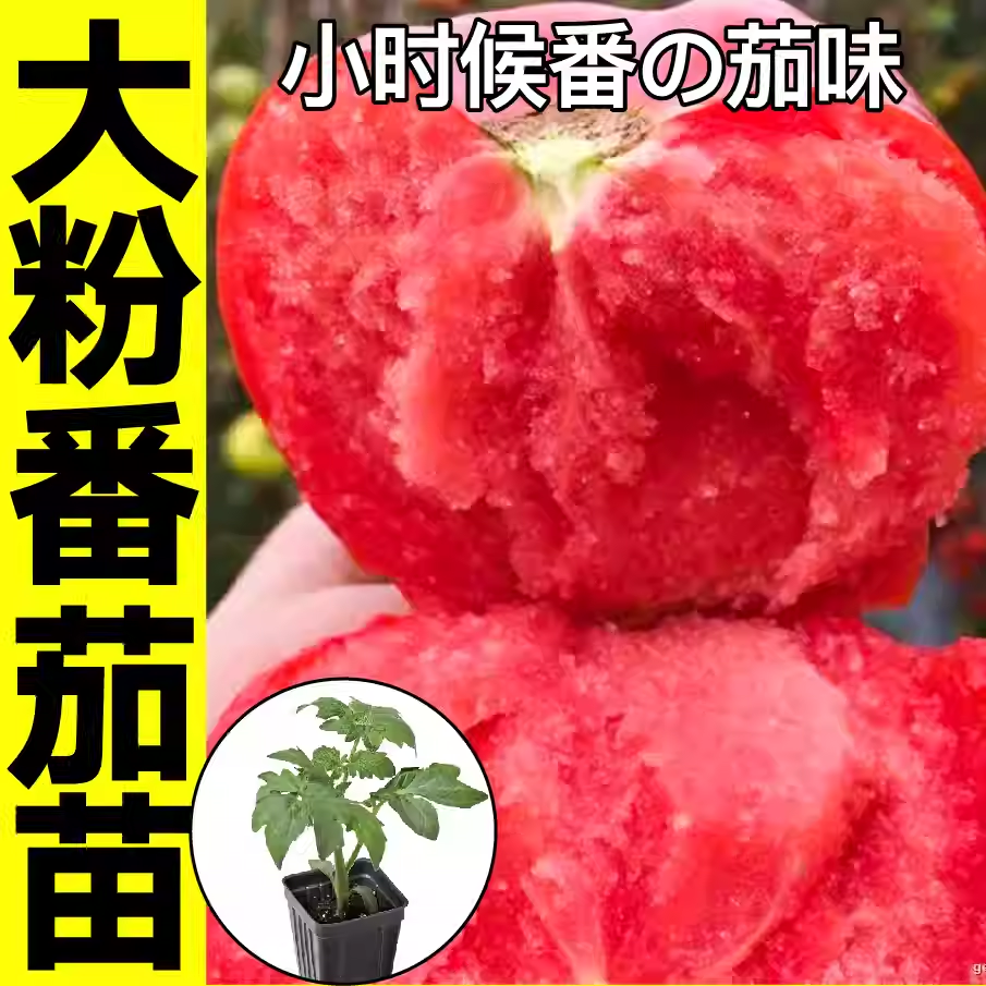 高产正宗大毛粉番茄苗秧带土老品种沙瓤超甜西红柿种子四季种植