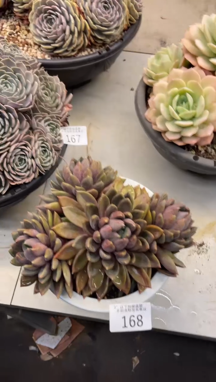 【闪购商品】168象牙