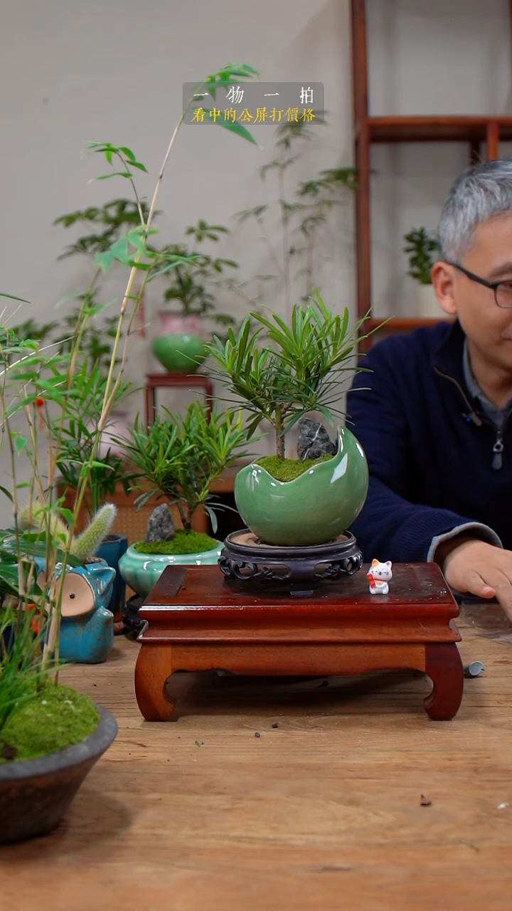 完全开放用****9罗汉松174