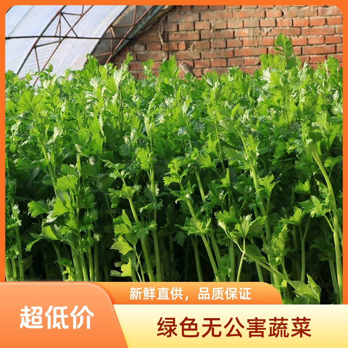 新鲜芹菜一斤芹菜