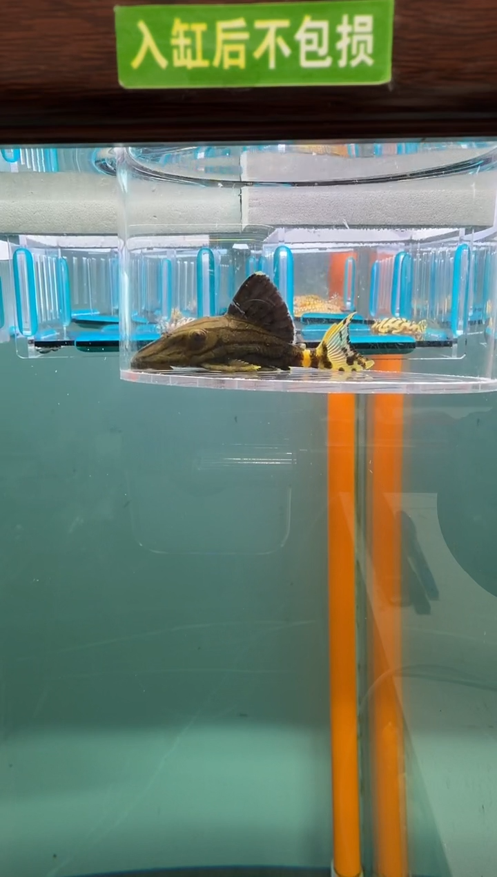 清道夫鱼143号191入缸不包损录制完整开箱视频7.8厘米