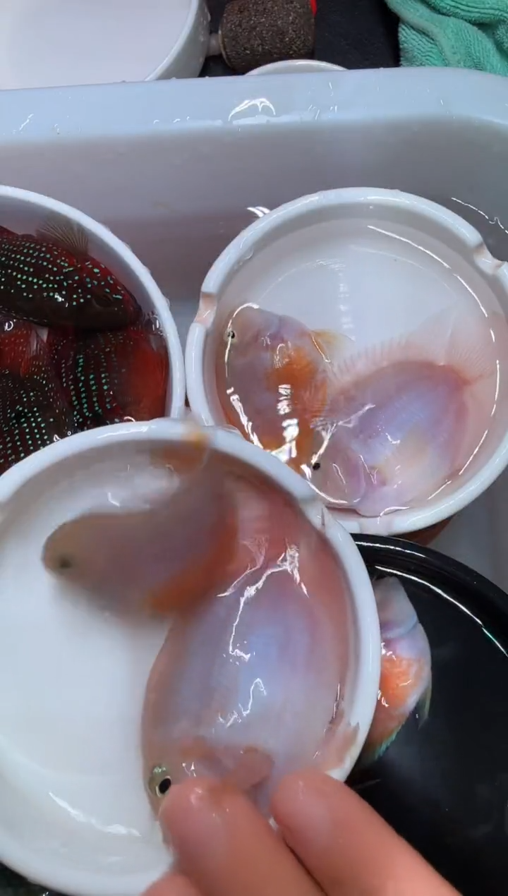 鹦鹉鱼一对胭脂粉