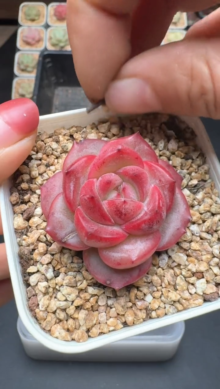 【闪购商品】070D物拍多肉带盆土6.5杯拍3颗包柚