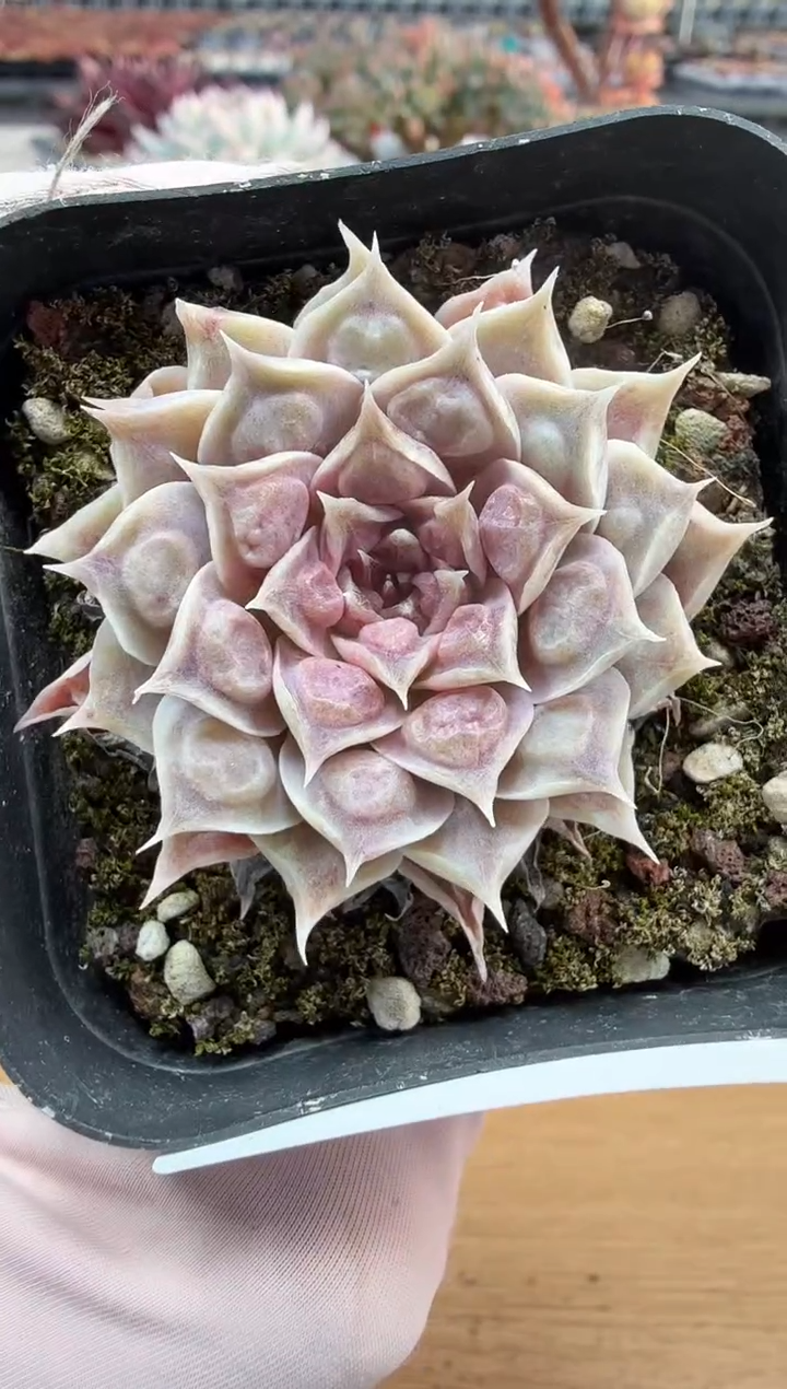 东云多肉园二店-237