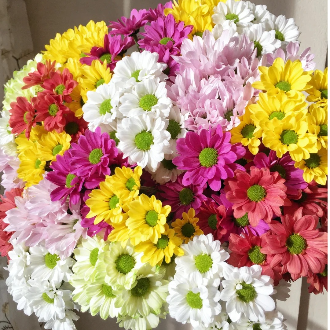 [云镜物语] 混色小雏菊2扎 | 冬季超长花期