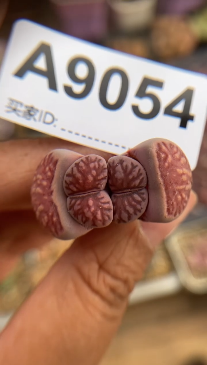 【闪购商品】9054直播一物一拍