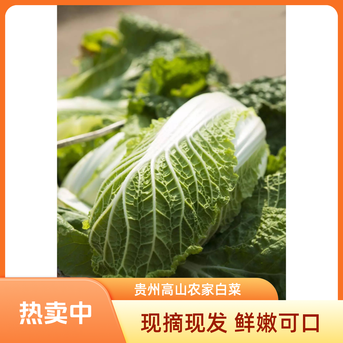 贵州高山农家白菜现砍先发