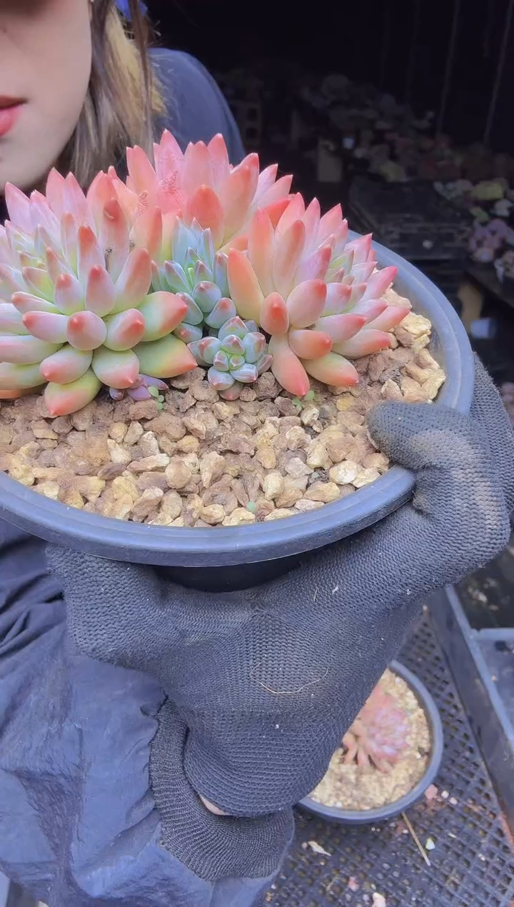 ?***宝023乌拉克拉和青花瓷的杂老桩无砍