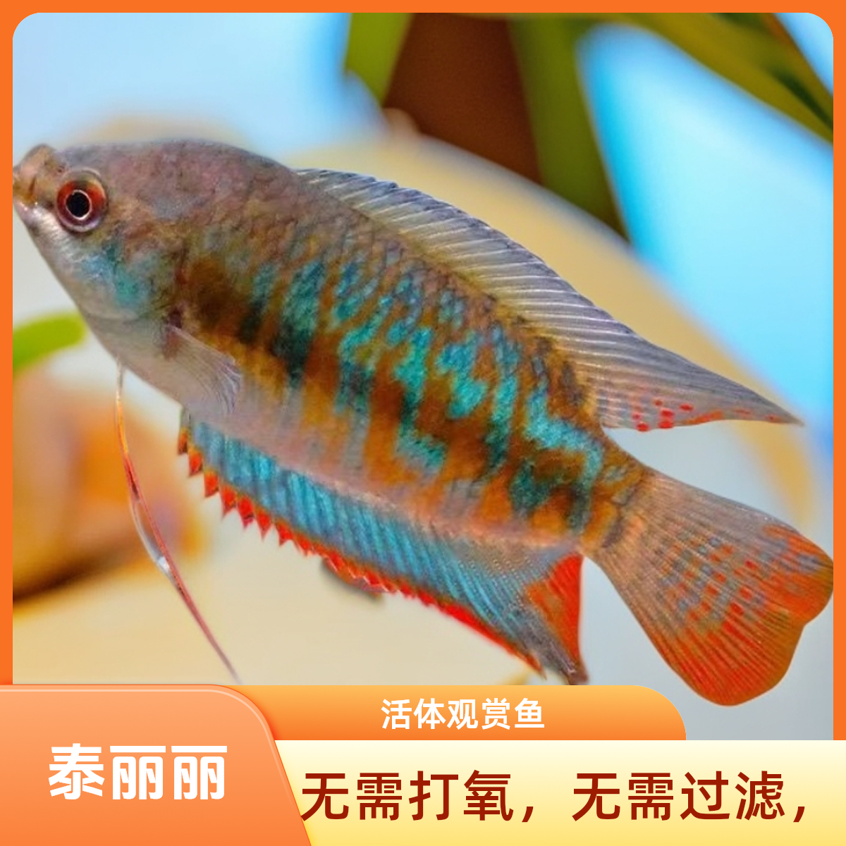 泰丽丽鱼孔雀鱼曼龙鱼热带淡水小型观赏鱼新手好养耐活不打氧