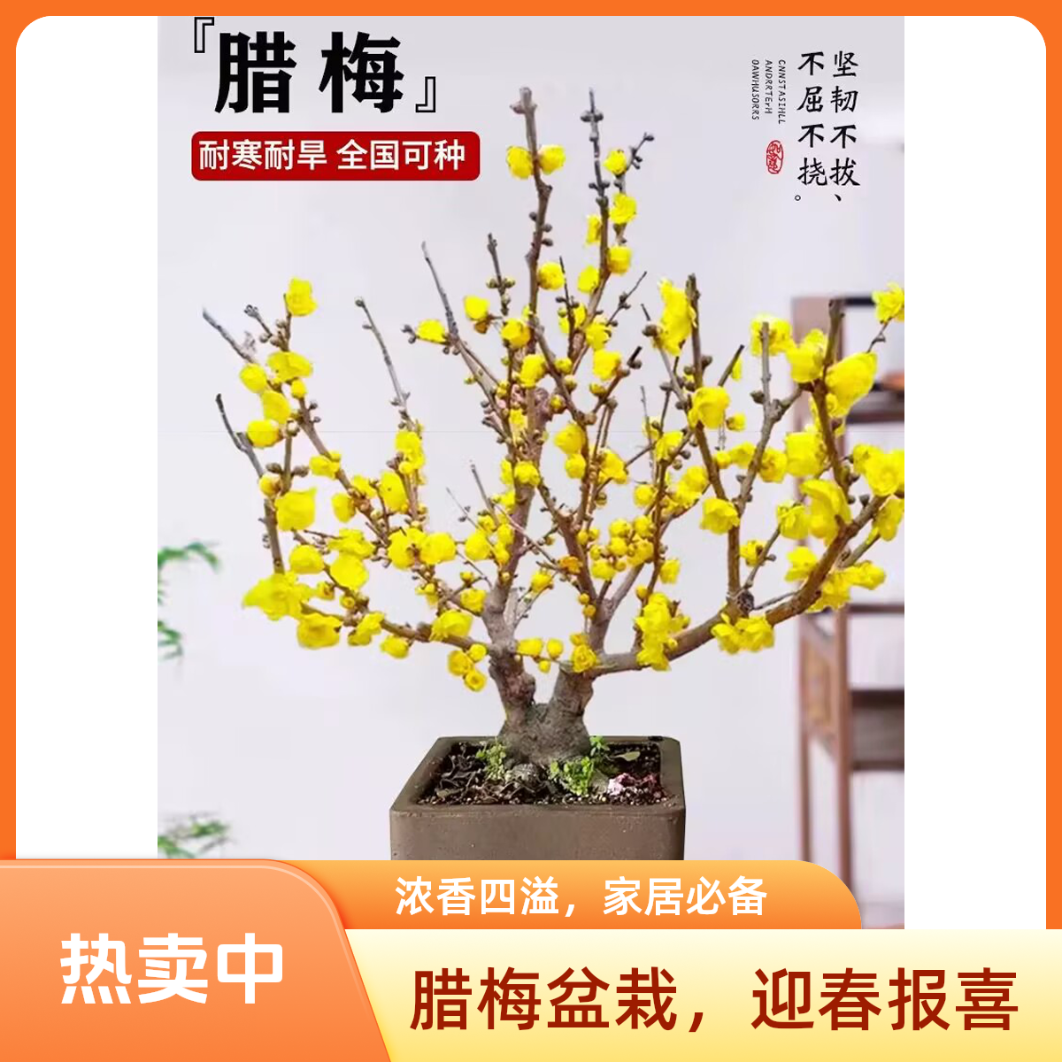 一物一拍中小型盆景老桩腊梅花礼品年宵花鄢陵梅园