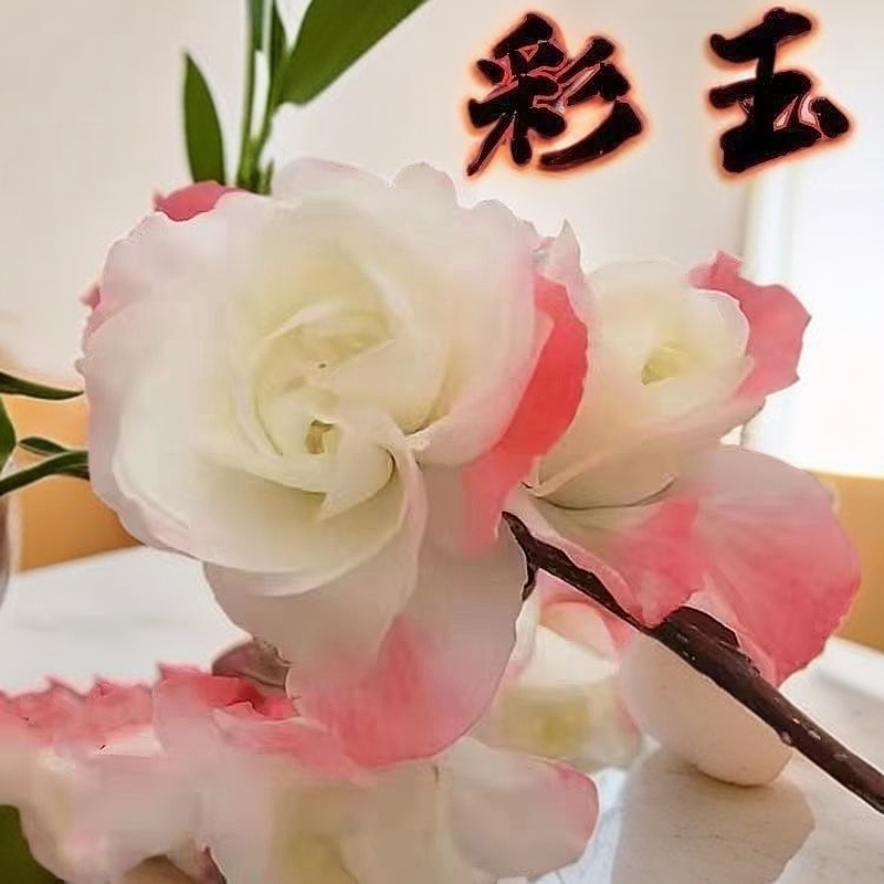 【大花彩玉海棠】盆栽耐寒庭院阳台种植重瓣室内四季花卉开花好养