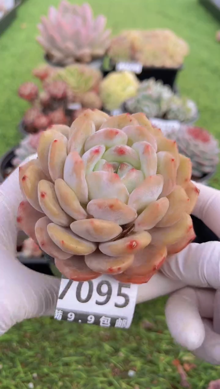 【闪购商品】信福多肉一物一拍