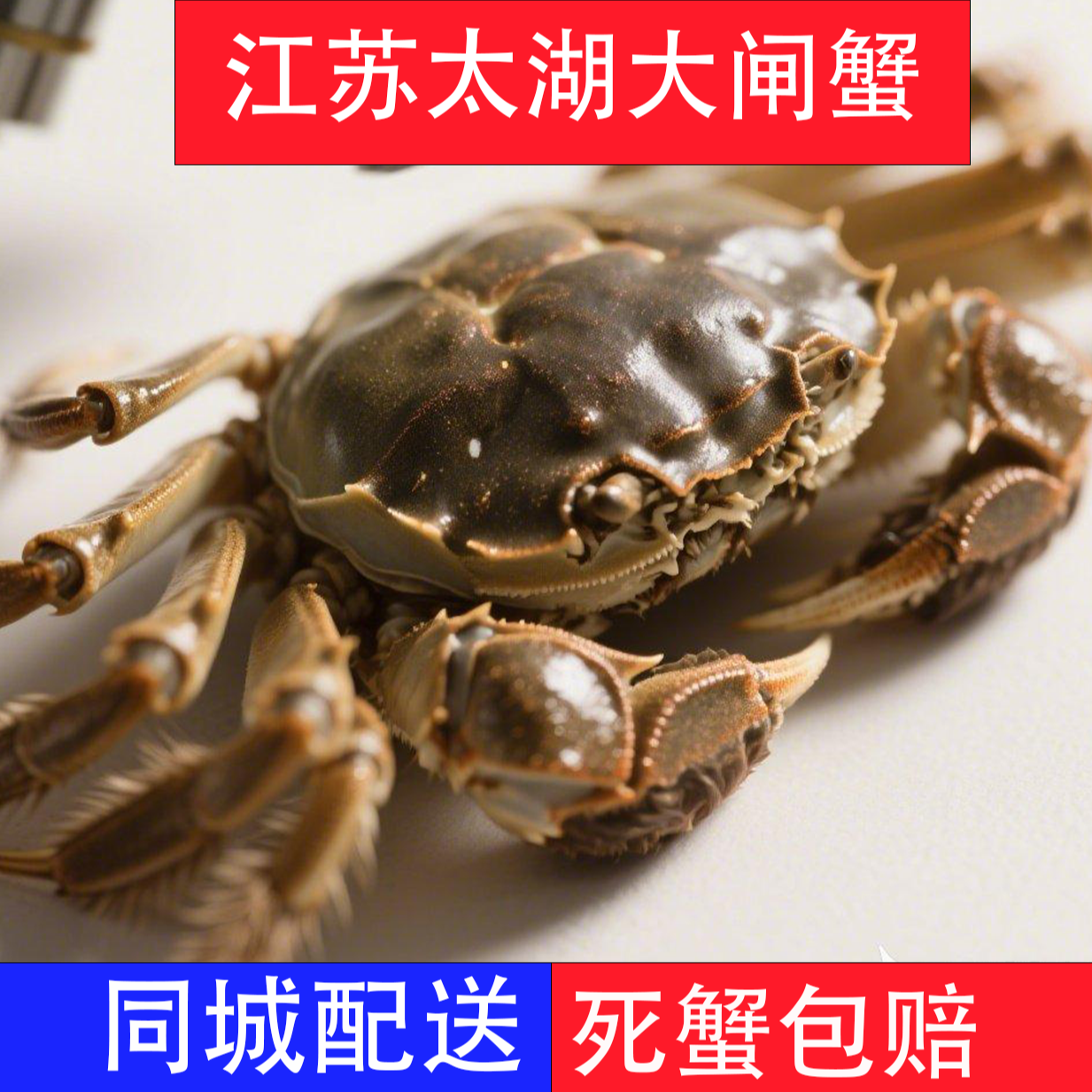 10只鲜活大闸蟹  公母自选（1两-1.3两）/只    