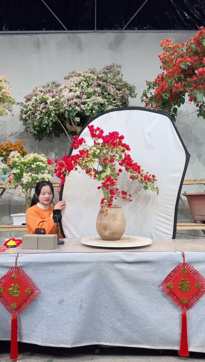 【闪购商品】盆景沙斑叶红娘子