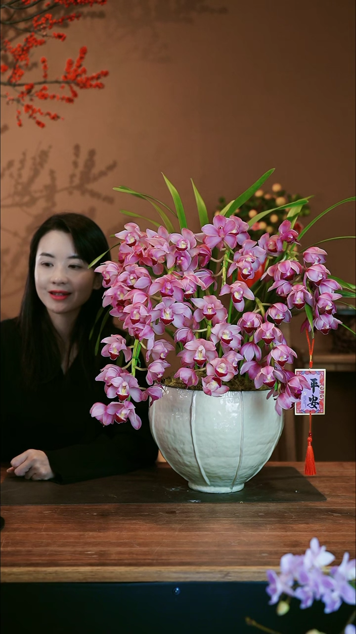 【闪购商品】盆景小粉拱兰 白