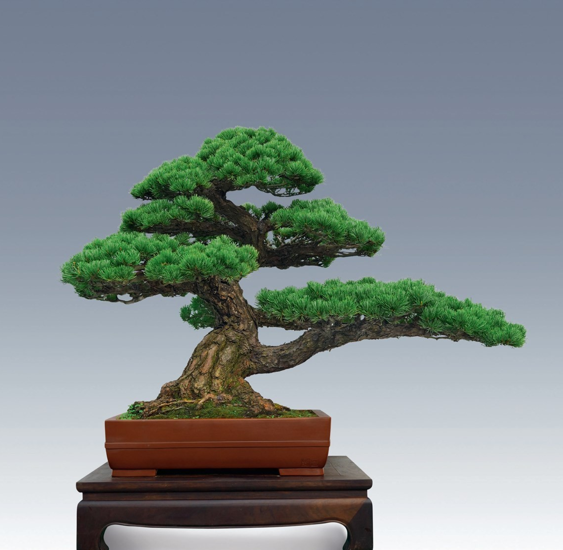 枸杞盆景绿植直播间