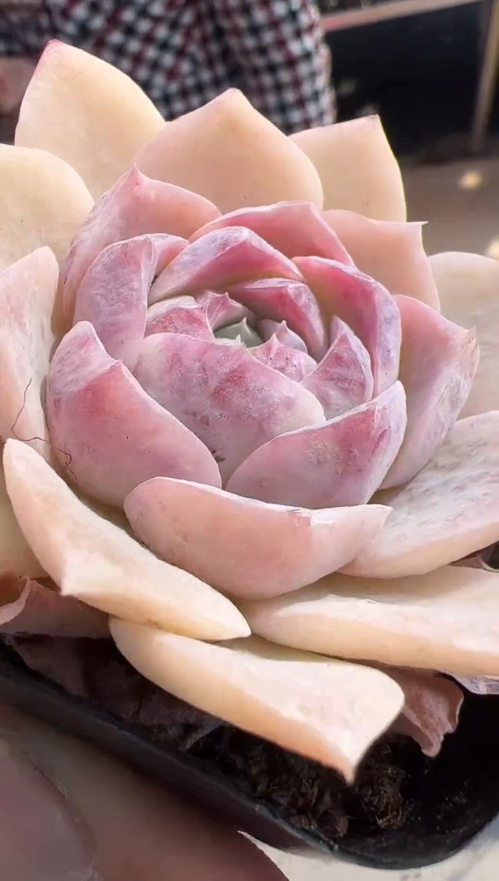 【闪购商品】新款多肉-154