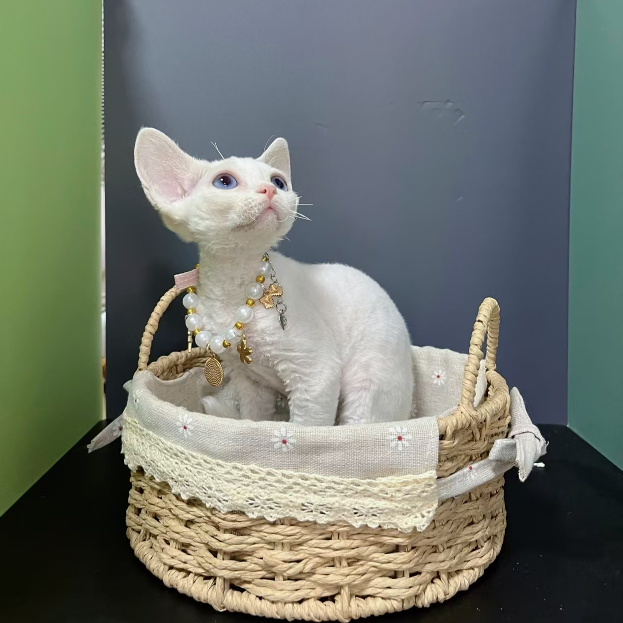 （小冰家）T猫咪活体