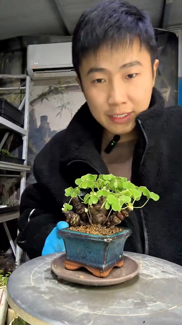 紫*中青园艺一物一拍花436