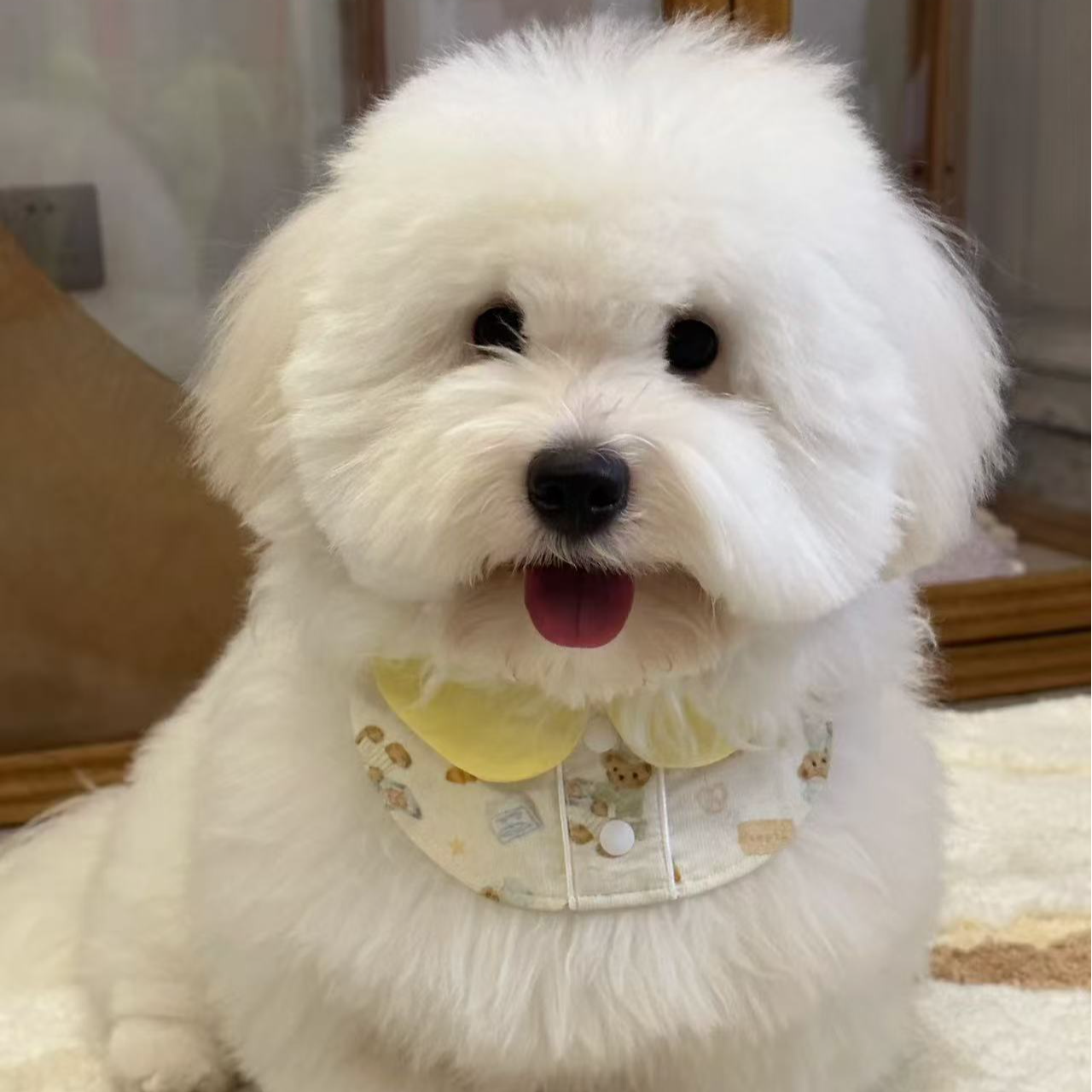 【华耀犬舍】棉花面纱犬（一物一拍）家庭宠物狗狗活体幼犬