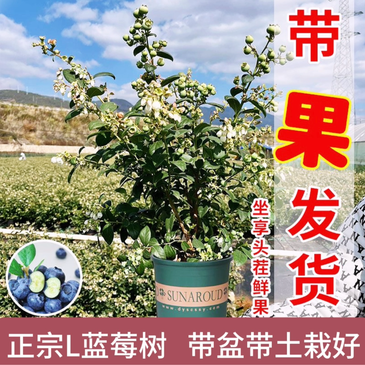 【正宗L25花香蓝莓树】2年苗情带花带果盆栽地栽原盆原土基地直发