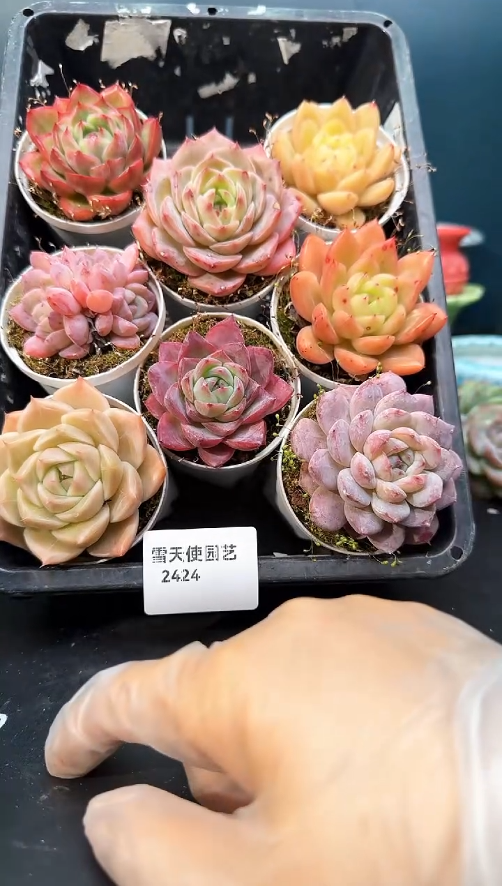 2 424   多肉  8 颗 