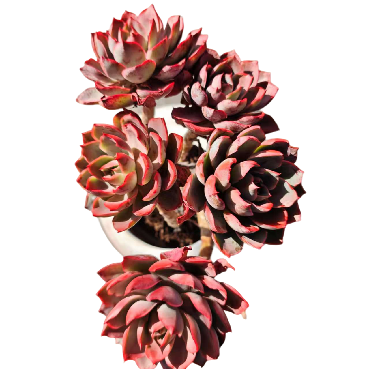 精品多肉植物  多头赫拉