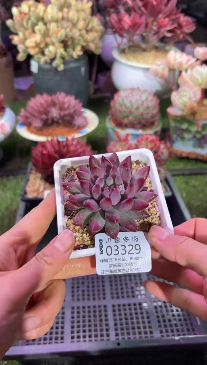 【闪购商品】03329