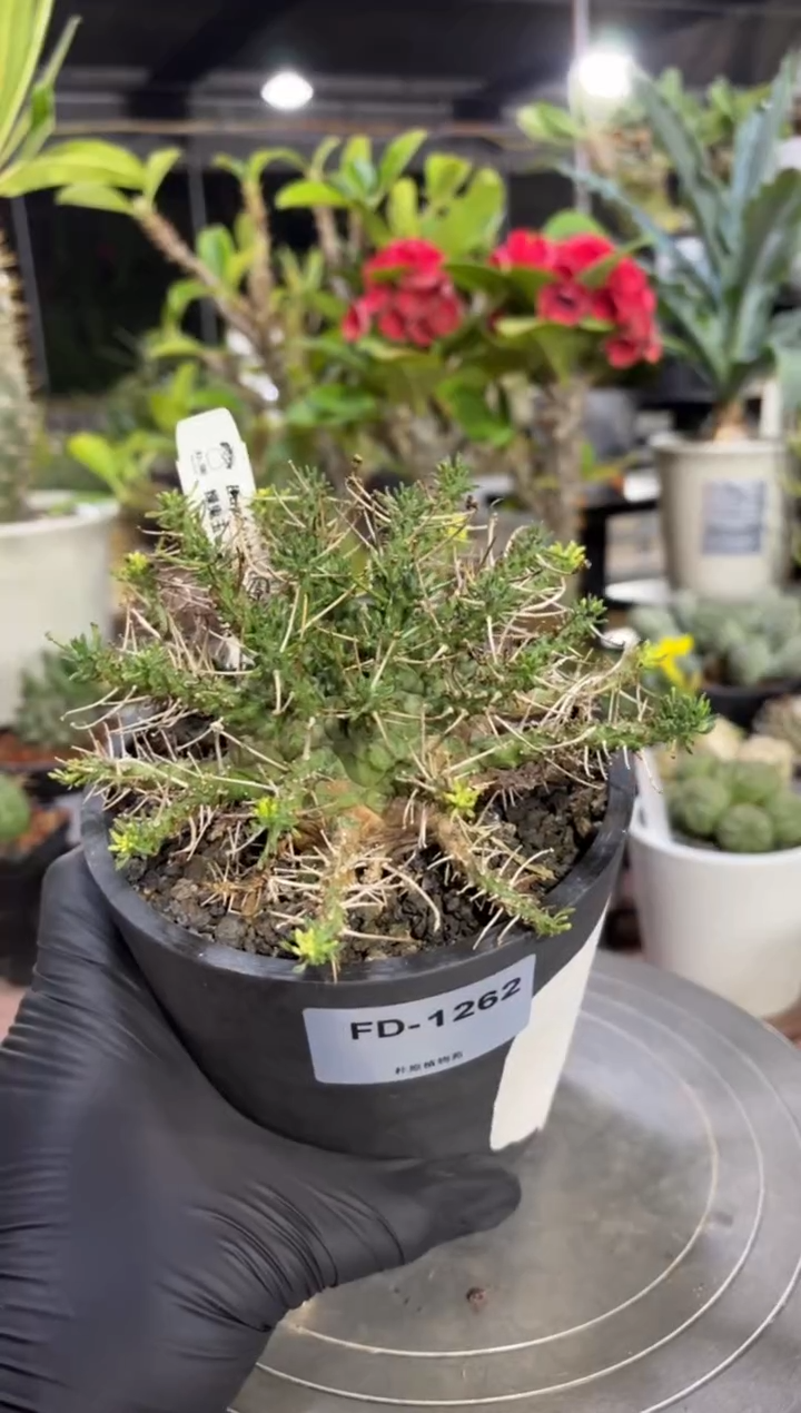 绿鬼玉大戟FD-1262