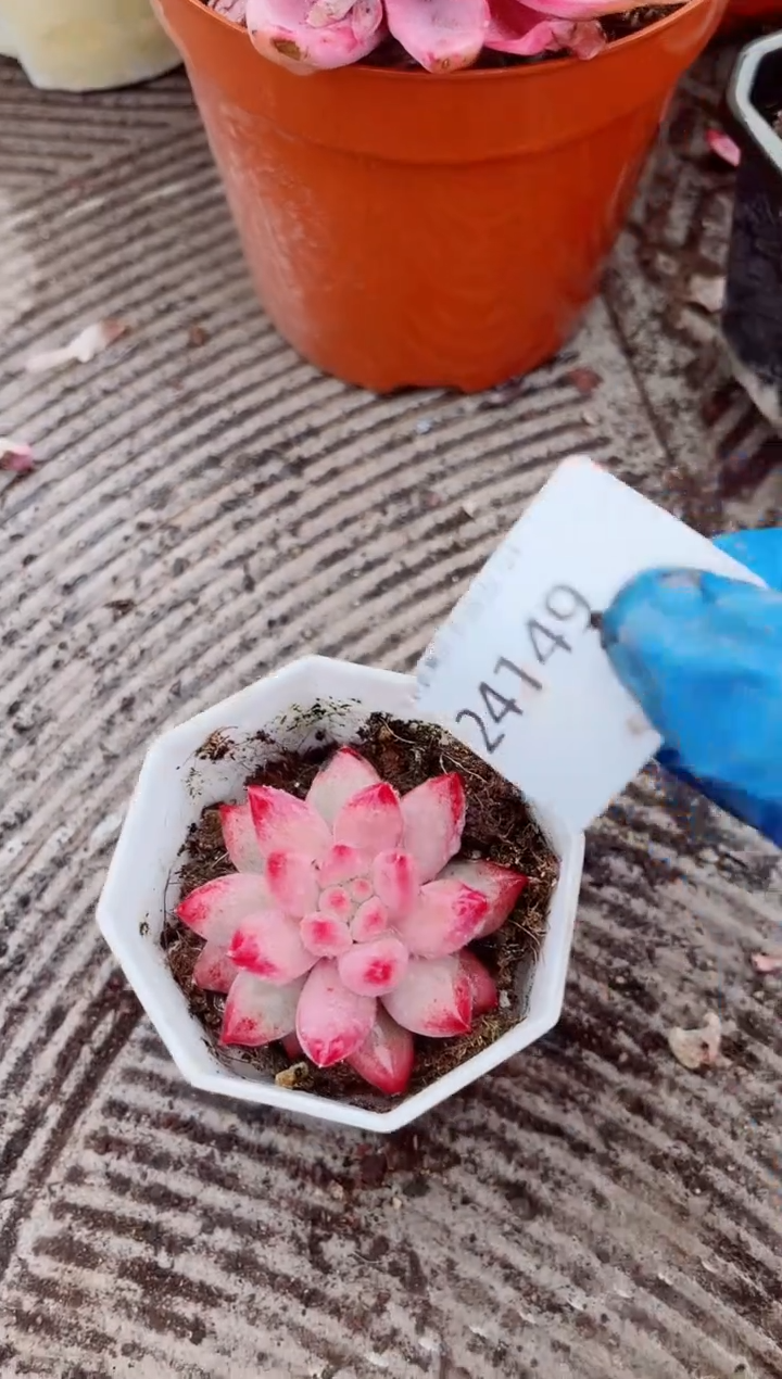 开**乐跃跃精品多肉24149