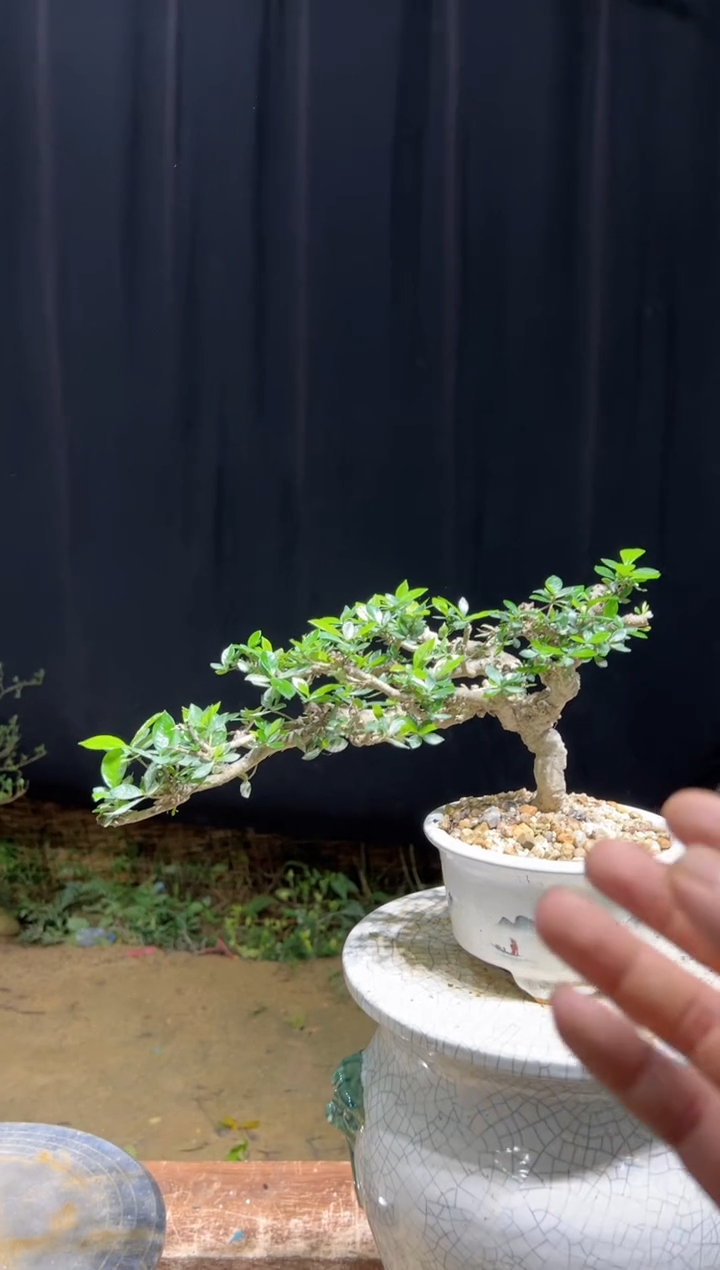 当前无花栽培后可以开花陈*海岛栀子花
