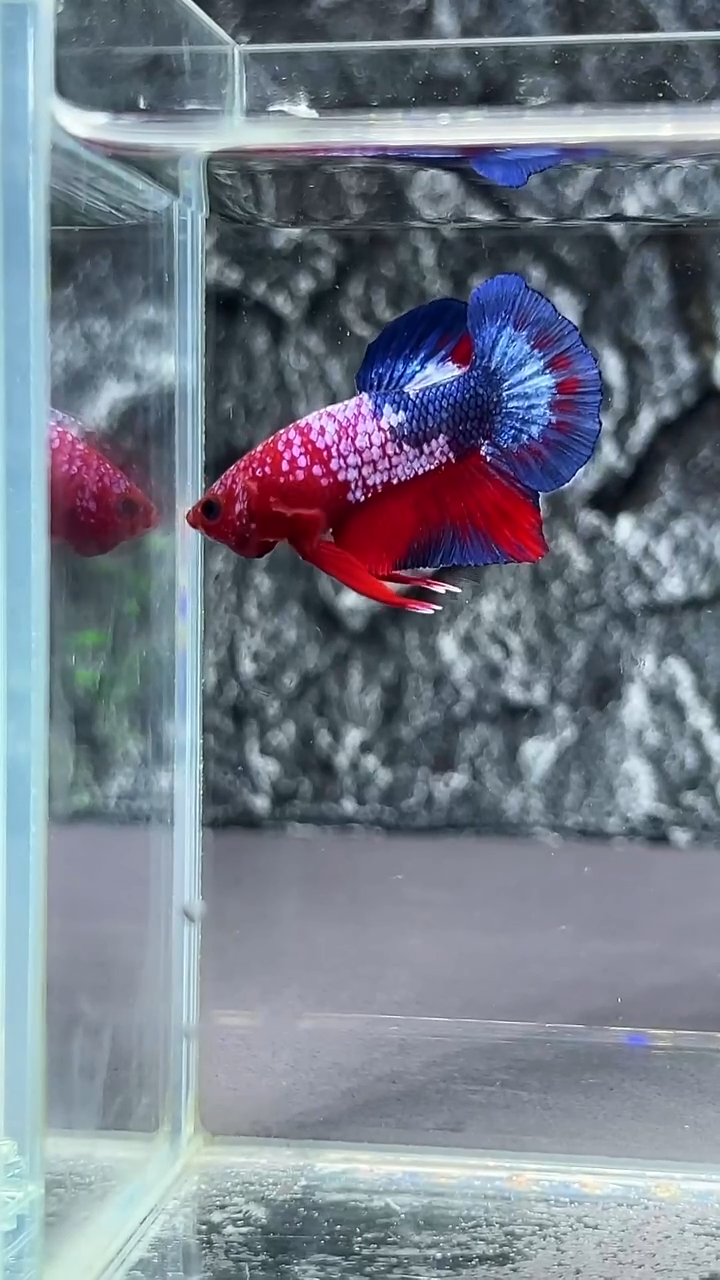 斗鱼竞拍链接A077