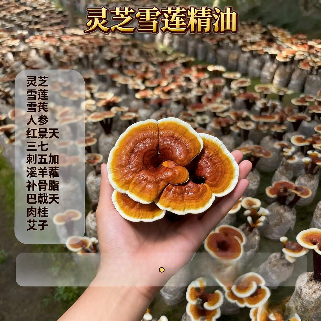 灵芝雪莲合方精油   