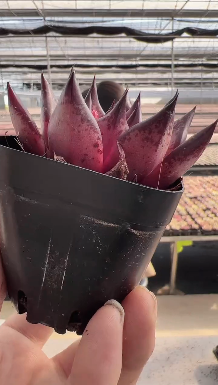 【闪购商品】福利款169