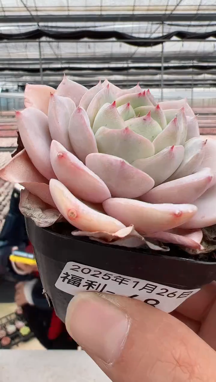 【闪购商品】福利款多肉-48