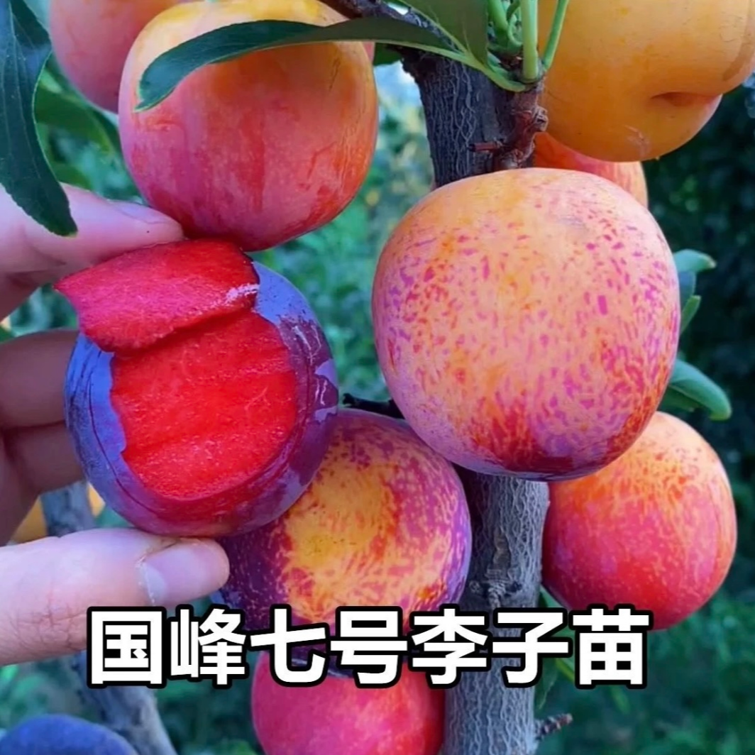 k正宗国峰七号李子树苗嫁接李子苗大红袍李子树苗南方北方