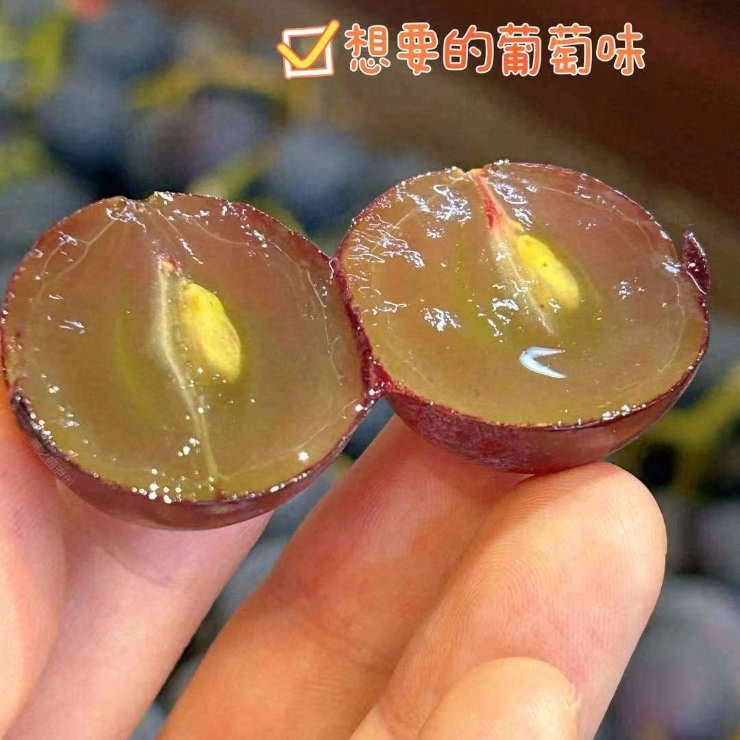 巨峰葡萄500克河北省