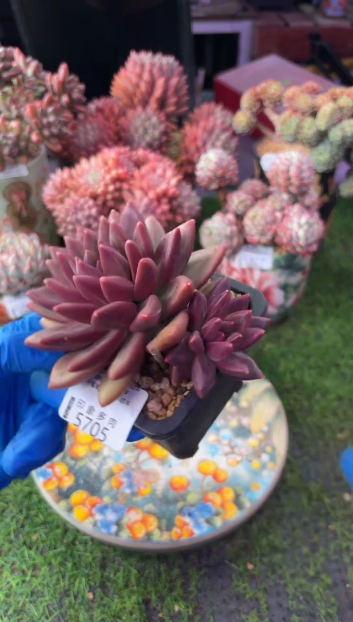 昆明印象多肉5705