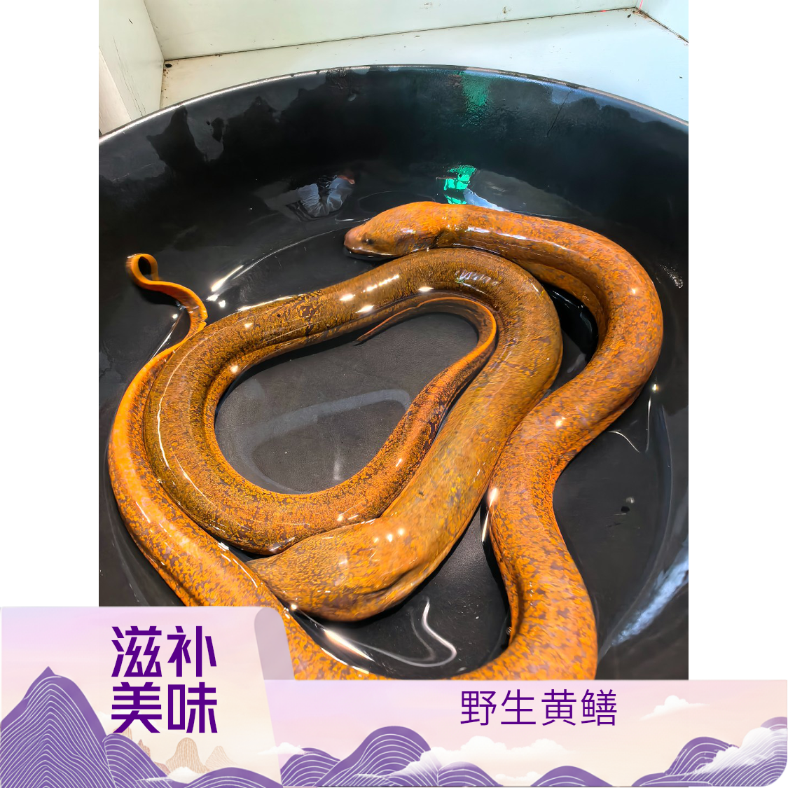 新鲜野生黄鳝，现捕现发，保证鲜活到家，无污染，健康美味，滋补佳品。