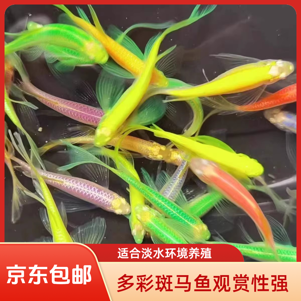 蝶翼斑马鱼多彩鱼热带小型鱼淡水好养耐活观赏鱼