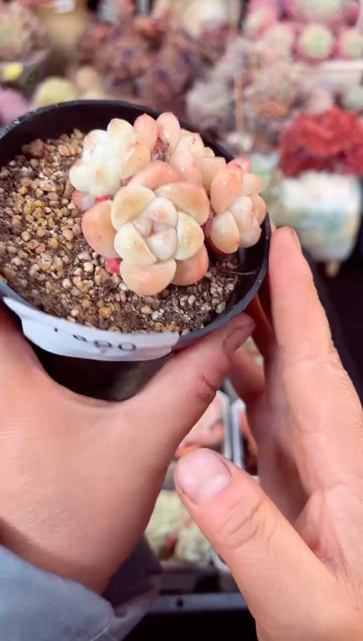 【闪购商品】7890群生草莓冰玉多肉