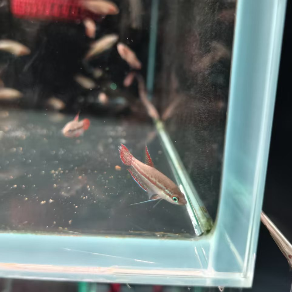 西西小鱼 小扣扣鱼 灯科鱼小鱼观赏鱼小型饲养混养热带水族